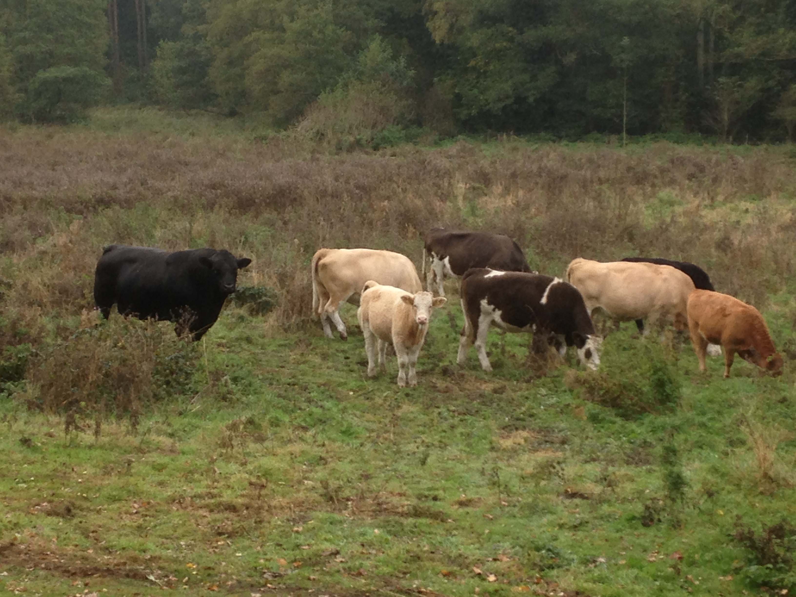 native cattle breeds 