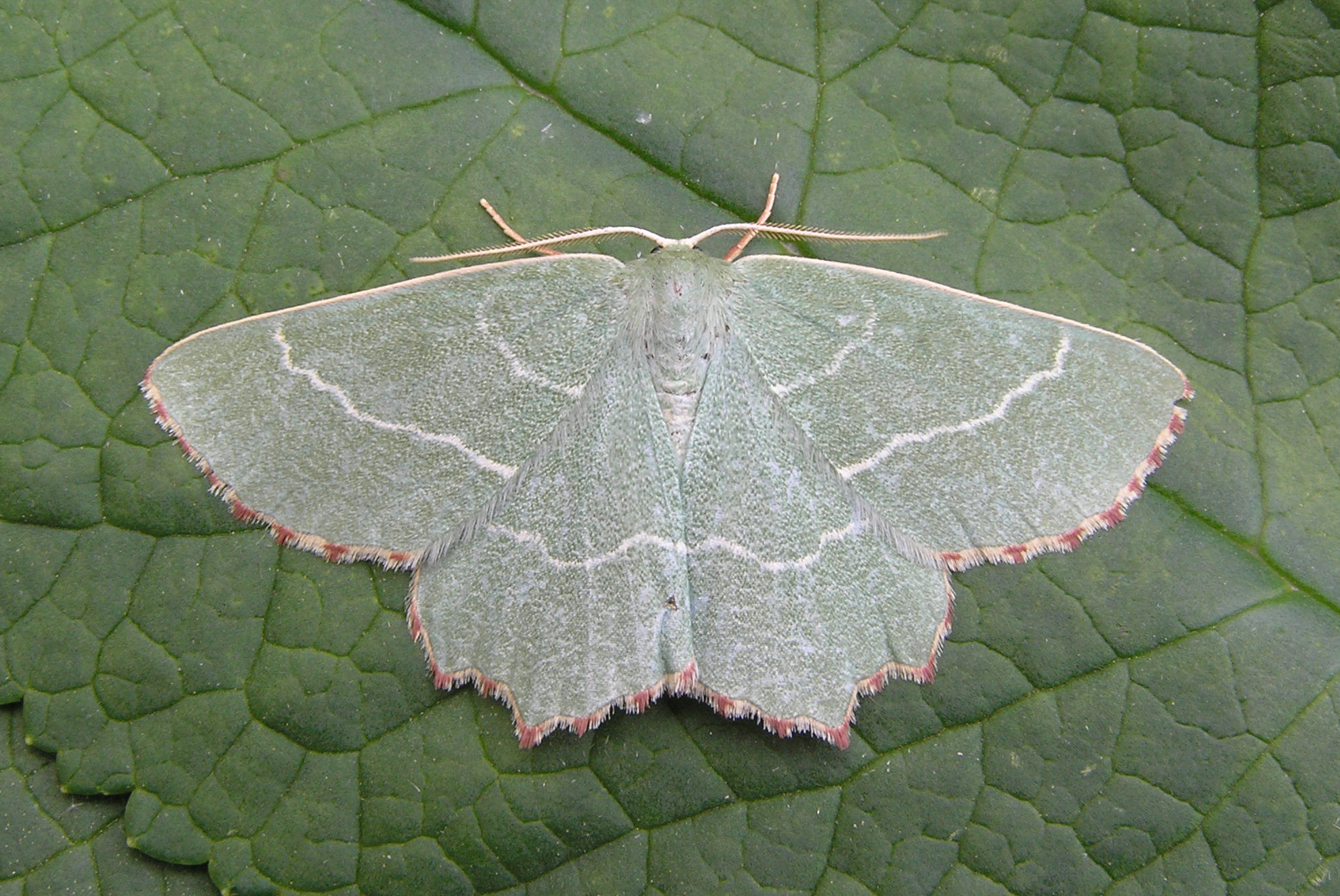 Sussex Butterfly