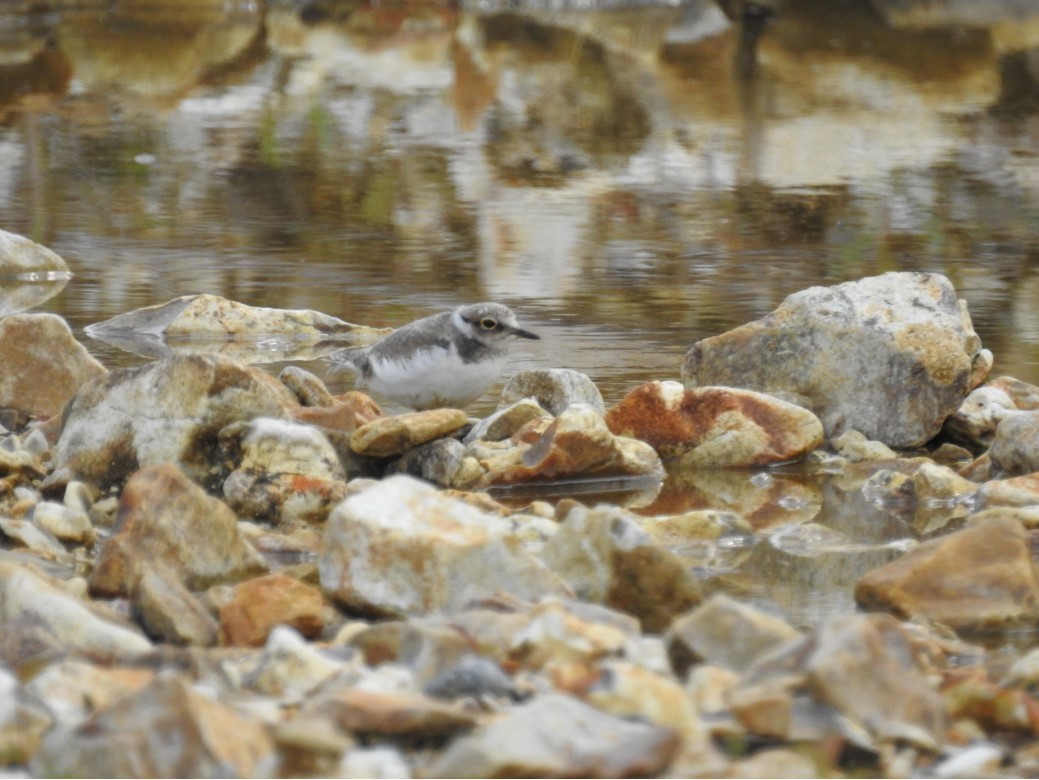 Ringed Plover Chard Quarry