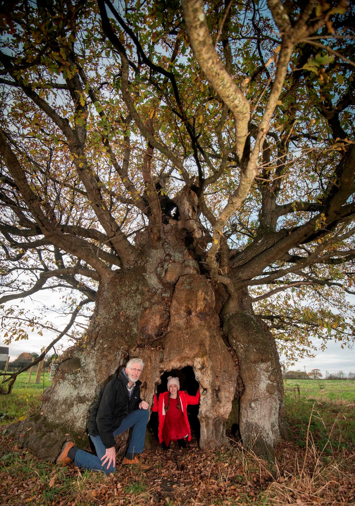 Mighty Oak, Wickware