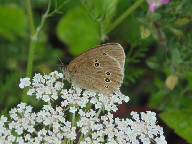 Butterfly conservation1 (1).JPG