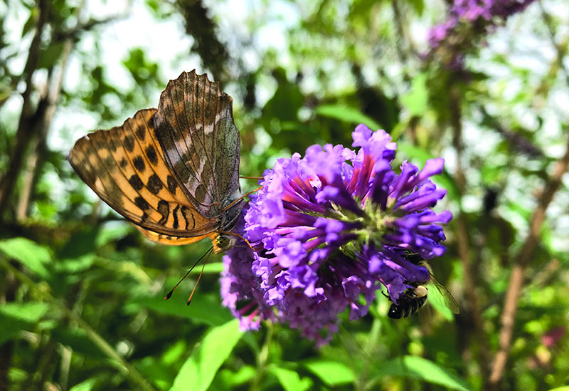 Biodiversity in Quarries