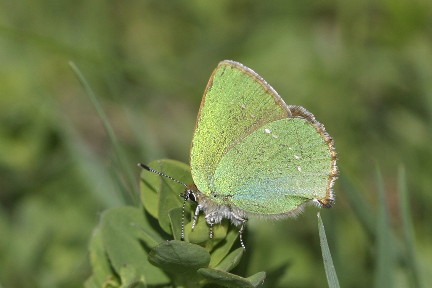 Green Hairstreaks butterflies 