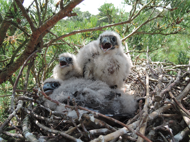 A pair of hobbies successfully bred in Tarmac’s 400-hectare Panshanger Park. The former UK sand and gravel quarry in Hertfordshire, England, attracted rare birds of prey during works to restore it to a country park and nature reserve. Pic: Ian Ward