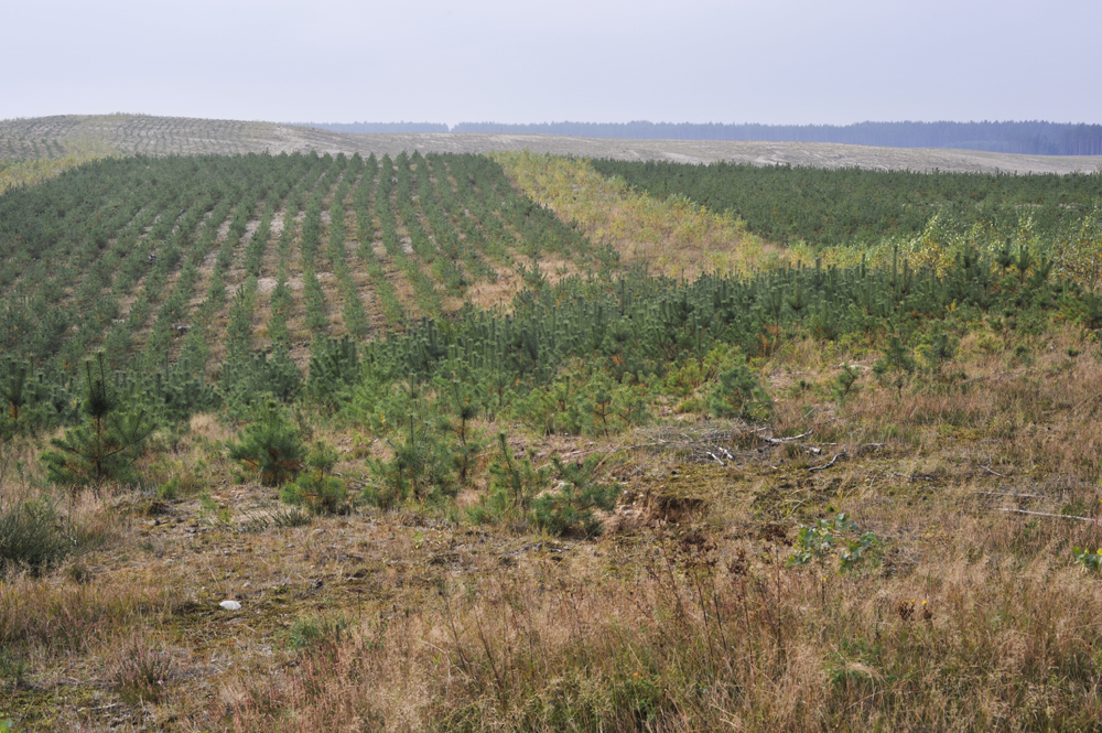 Rehabilitation of a Sepólno Quarry gravel pit