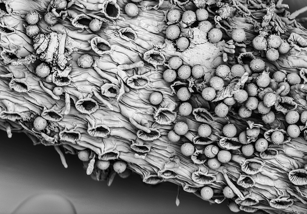 Spherical pollen grains on a harebell flower that was growing at Hoe Grange; Longcliffe’s Nature Reserve