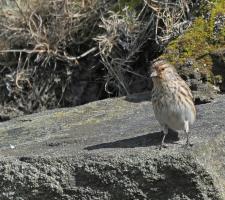 Twite