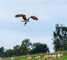 Osprey (c) Andy Johnson 650.jpg