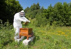 Hope’s Alan Porter caring honey bee colonies 