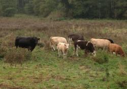 native cattle breeds 