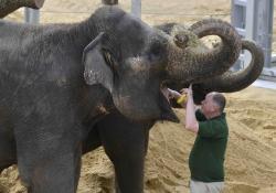 Lee Sambrook checks Lucha the elephant