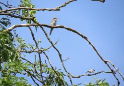 bee-eater at CEMEX