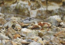 Ringed Plover Chard Quarry