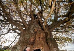 Mighty Oak, Wickware