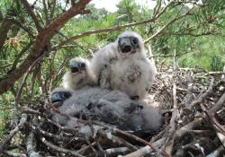 hobby chicks (c) Ian Ward 650.jpg