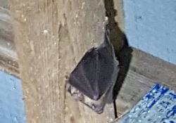 Bats have been rehomed at Westleigh Quarry in Devon