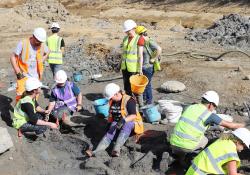 The new finds at the site include the remains of steppe mammoth tusks, a pygmy mammoth tooth and several bison vertebrae. Image: Hills Quarry Products