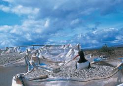 bird sitting in aggregate pile