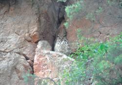 Owl at Tarmac Stowfield Quarry