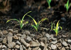 grass on rocks