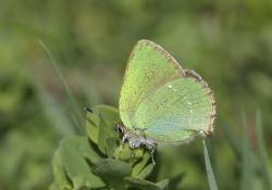 Green Hairstreaks butterflies 