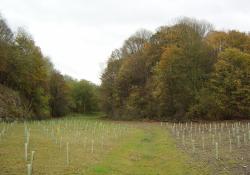 Restoration of limestone quarry