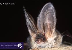 The grey long-eared bat