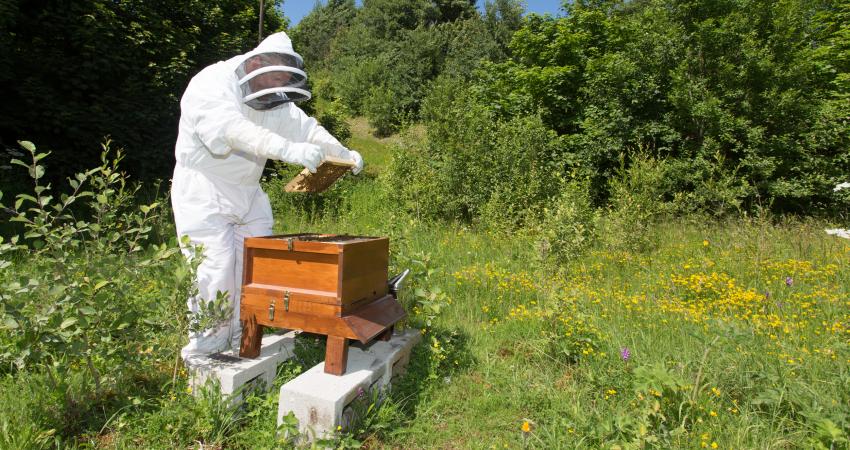 Hope’s Alan Porter caring honey bee colonies 