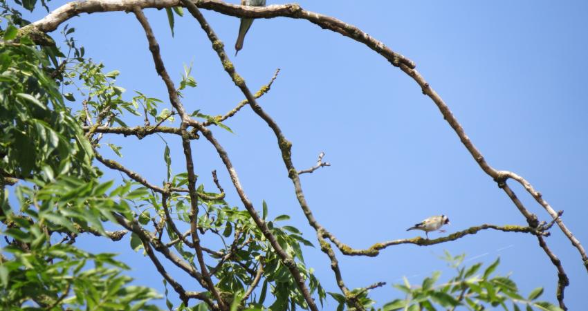 bee-eater at CEMEX