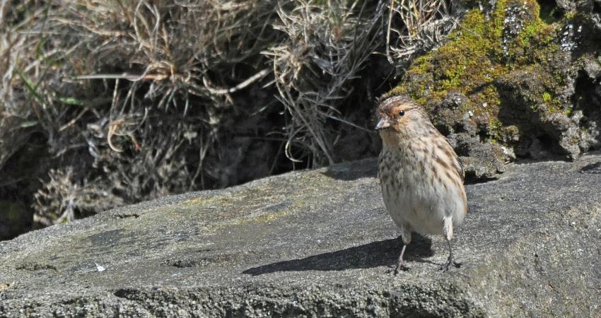 Twite