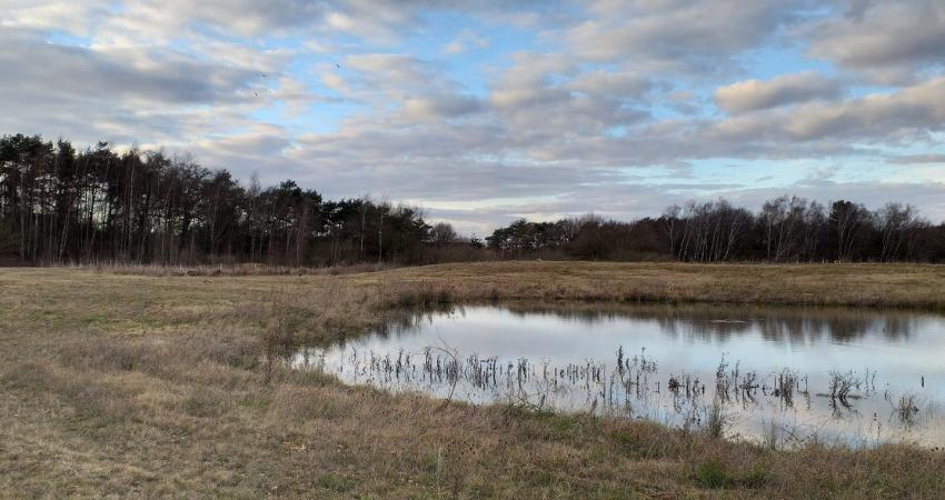  Part of the quarry has been dedicated to housing species including common lizards, slow worms and grass snakes