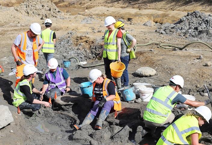 The new finds at the site include the remains of steppe mammoth tusks, a pygmy mammoth tooth and several bison vertebrae. Image: Hills Quarry Products