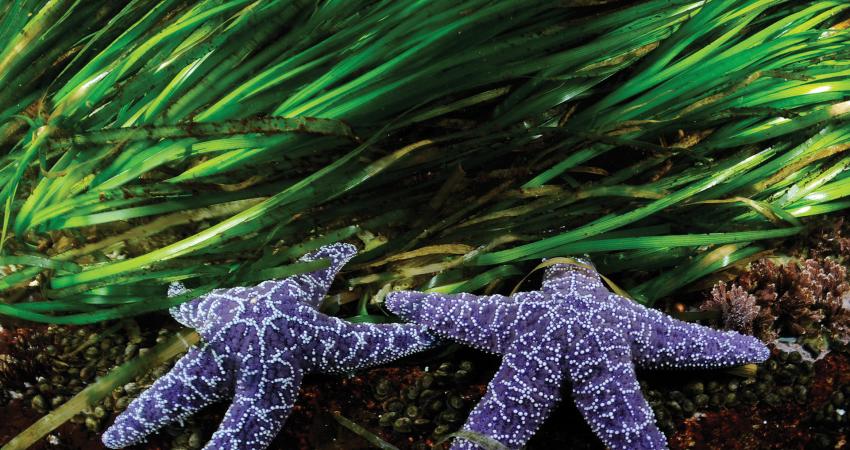 Ocean Shot of Starfish