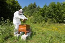 Hope’s Alan Porter caring honey bee colonies 