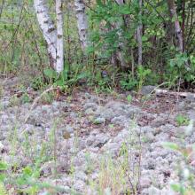 Rare lichen on the old track route