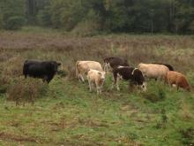 native cattle breeds 