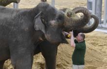 Lee Sambrook checks Lucha the elephant