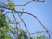 bee-eater at CEMEX