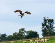 Osprey (c) Andy Johnson 650.jpg