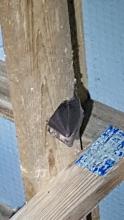 Bats have been rehomed at Westleigh Quarry in Devon