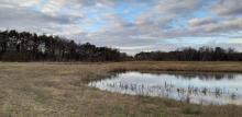  Part of the quarry has been dedicated to housing species including common lizards, slow worms and grass snakes