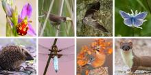 Photo (from left to right): Bee orchid by Mark Godden; reed warbler by Roger Bennett; whiskered bat by John J Kaczanow; common blue butterfly by Nigel Osman; hedgehog by Anthony Elgey; broad-bodied chaser dragonfly by Malcolm Jarvis; jay by Dave Barnes; and stoat by Dave Barnes