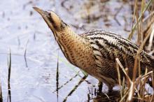 Bittern bird one extinct