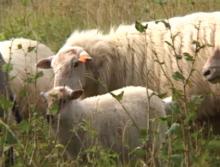 Holcim Granulats Belgique and Natagora Association have reintroduced sheep 