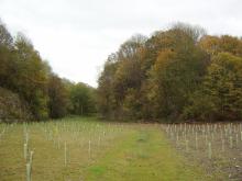 Restoration of limestone quarry